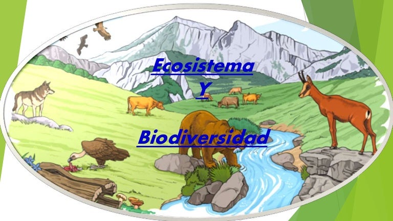 cadenas troficas en ecosistemas ecolog 237 a medio ambiente ecosistema cadenas y redes troficas cadenas troficas en ecosistemas ecolog 237 a medio ambiente ecosistema cadenas y redes troficas