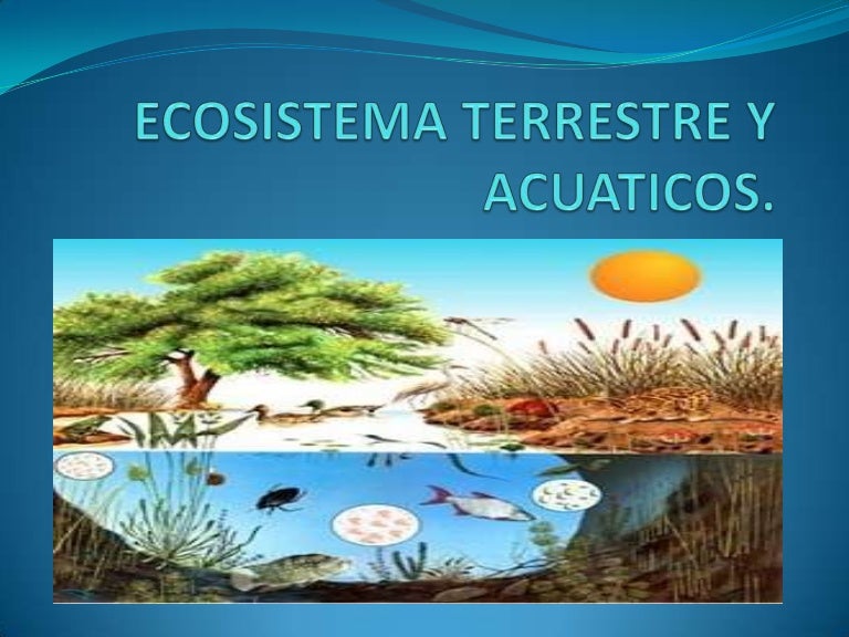 Ecosistema terrestre y acuaticos dejhonny