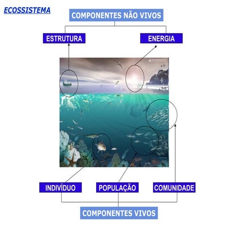 Ecossistema