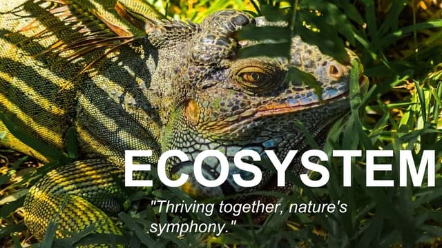 ECOSYSTEM,ENVIRONMENT,FOOD CHAIN,FOOD WEB Biology Diagrams