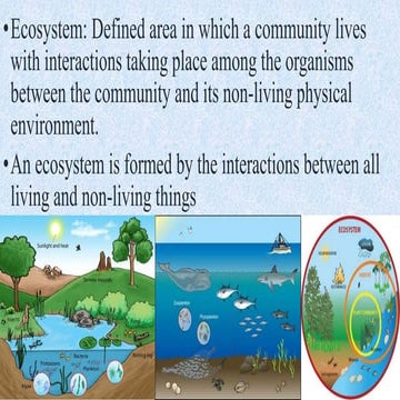 Ecosystem 2