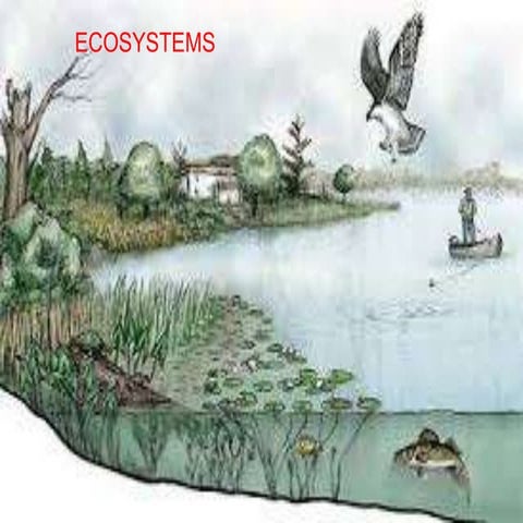 Ecosystems.pptx222