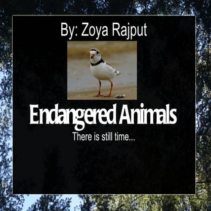 Endangered Species Slideshow by Zoya Rajput