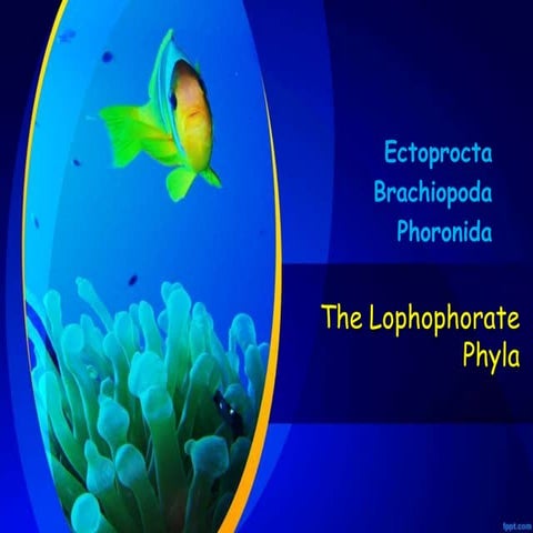 ectoprocta-brachiopoda-phoronidathelophophoratephyla-arnaizmartinjr-160704103...