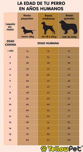 La edad de los perros en años humanos