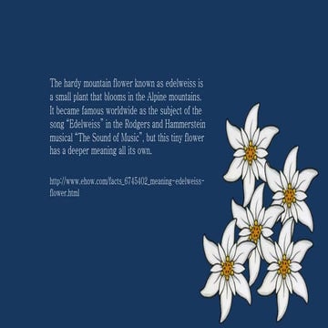 edelweiss