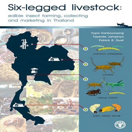 Edible insect in Thailand | PDF