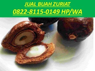 Harga Buah Zuriat Malaysia,0822-8115-0149