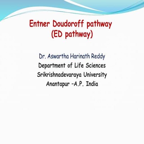  Entner Doudoroff pathway