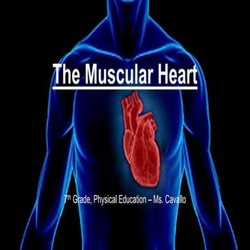 The Muscular Heart