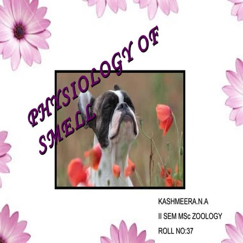 physiology of smell 