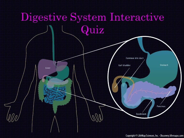 Digestive System interactive game