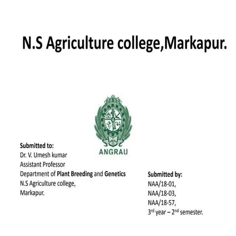 Hybrid seed production of sorghum crop.