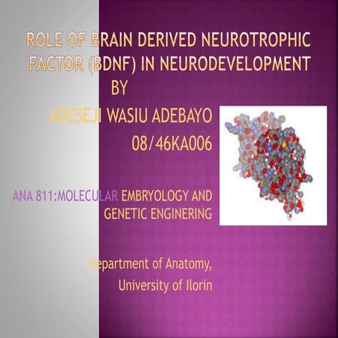 Role of Brain Derived Neurotrophic Factor (BDNF) in NEURODEVELOPMENT