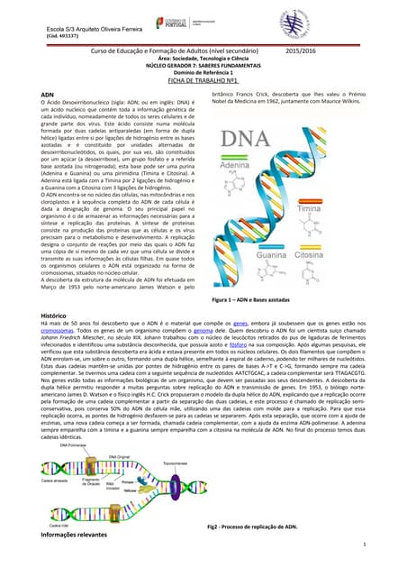 Efa dna