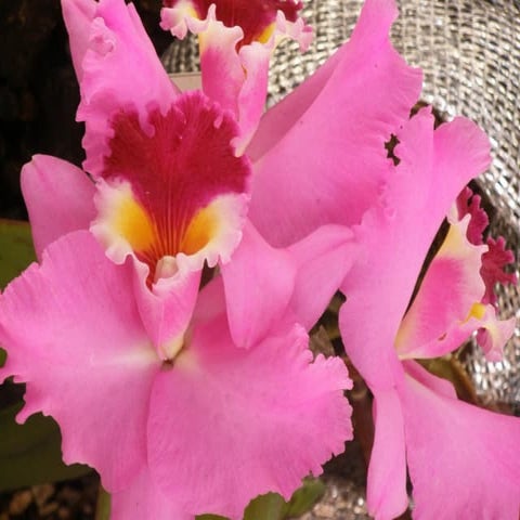 Efectos del Cambio Climático en los nichos Ecológicos y Arrecifes Coralinos