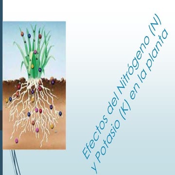 Efectos del nitrógeno (n) y potasio