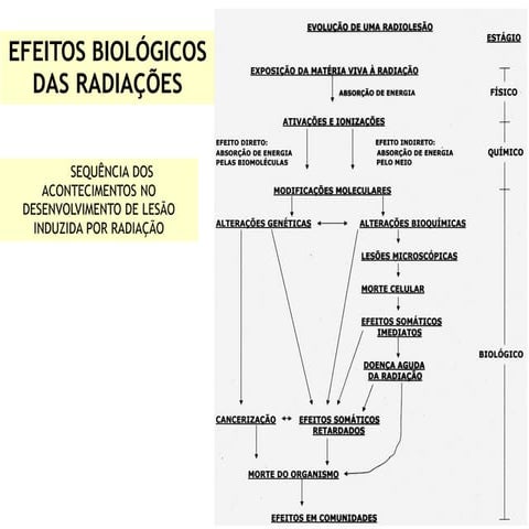 Efeitos Biológicos da Radiação Ionizante | PPTX