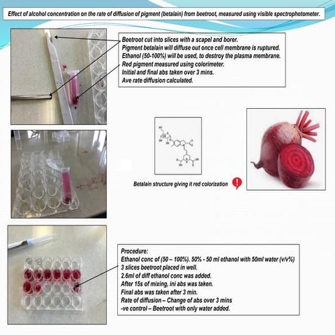IA on effect of alcohol concentration on the rate of diffusion of pigment (be...