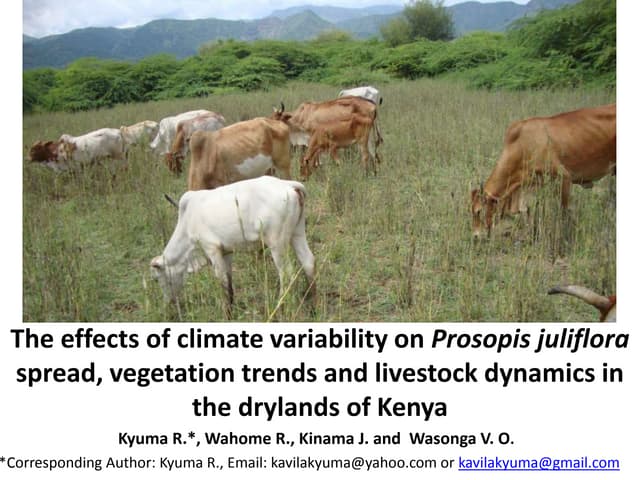 Effect of climate variability on prosopis spread, vegetation and livestock by richard kyuma