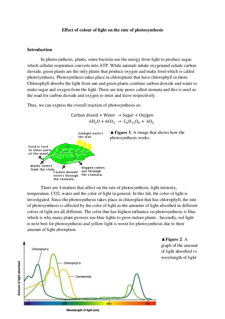 Rate of photosynthesis lab report