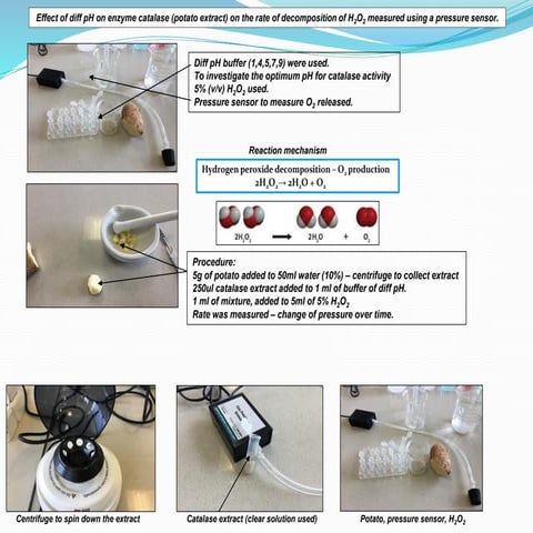 IA on effect of different pH on enzyme catalase (potato extract) on the rate ...