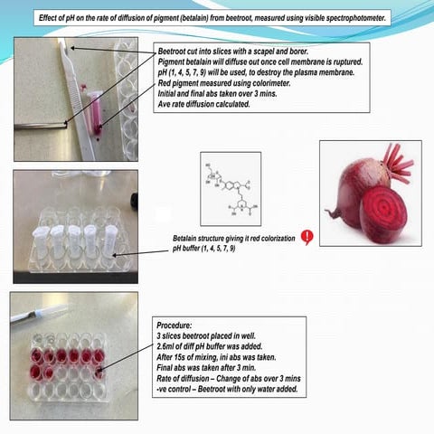 IA on effect of pH on the rate of diffusion of pigment (betalain) from beetro...