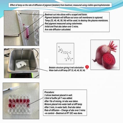 IA on effect of temp on the rate of diffusion of pigment (betalain) from beet...