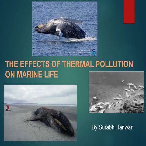 Effect of thermal pollution on marine life