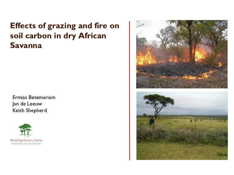 Effects of grazing and fire on soil carbon in dry african savanna
