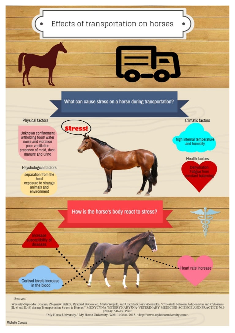 Effects of Transportation in Horses