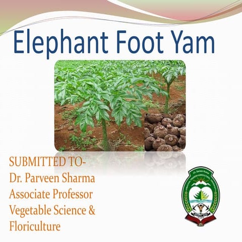 ELEPHANT FOOT YAM 