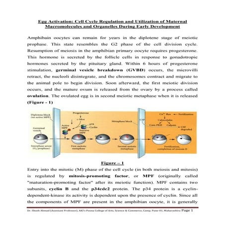 Pattern formation in drosophila | PDF