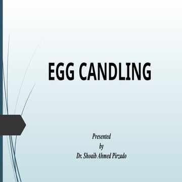 EGG CANDLING to Detect fertilization.pptx