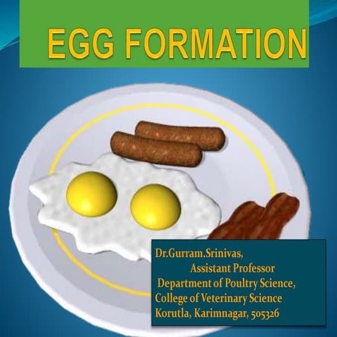 Egg formation