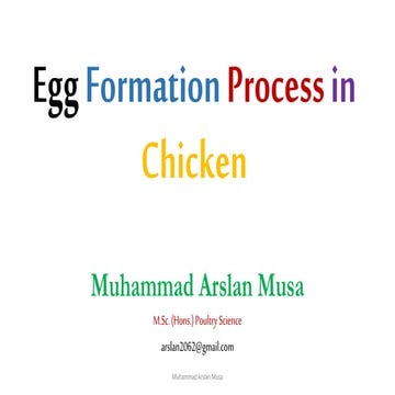 Egg formation process in chicken