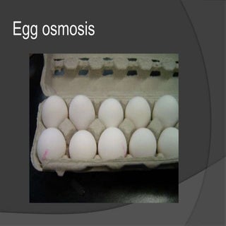 Egg Osmosis Jayson