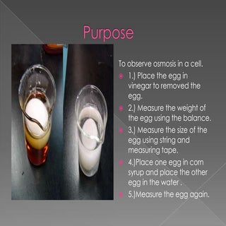 Egg osmosis experiment