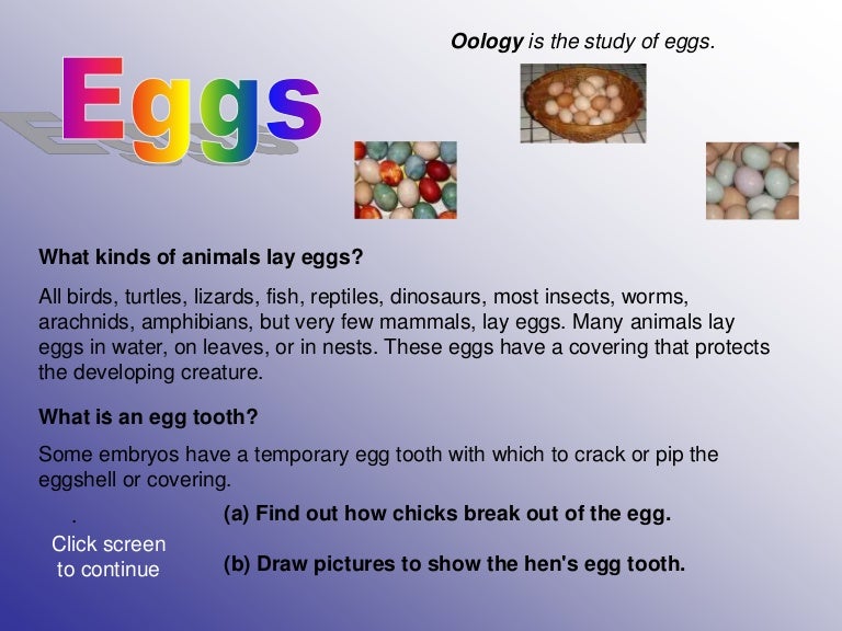 Eggs