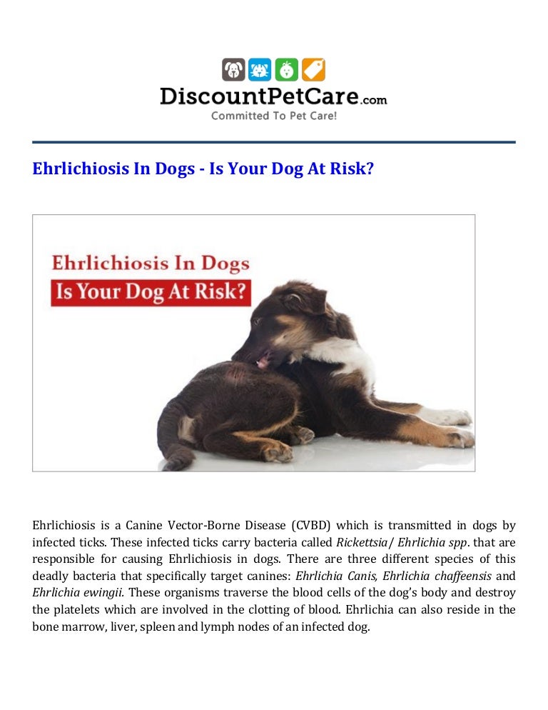 Ehrlichiosis in dogs