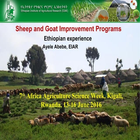 Sheep and goat improvement programs: Ethiopian experience 