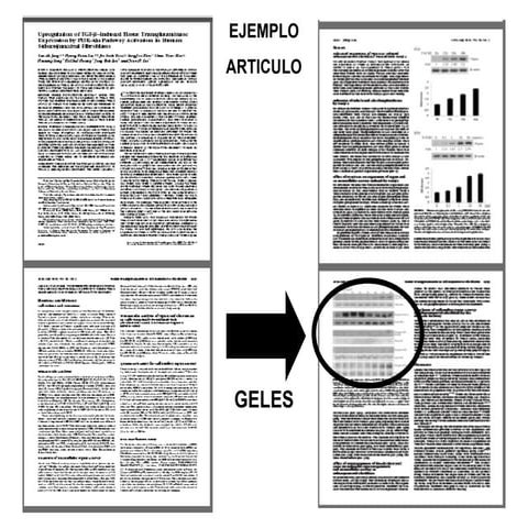 Ejemplo articulo seminario