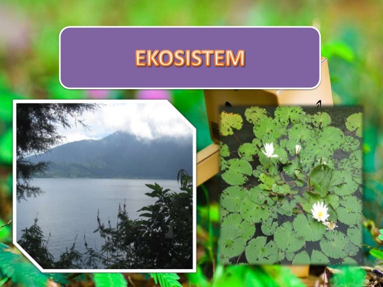 Ekosistem