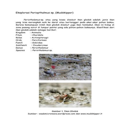 Eksplorasi periopthalmus sp