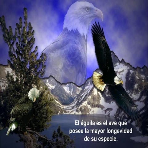 El águila