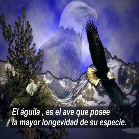 El Aguila