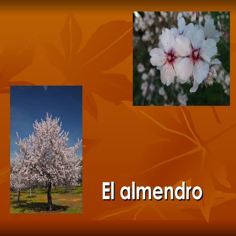 El Almendro
