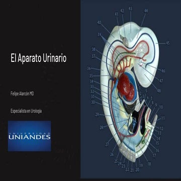 9_ Desarrollo del sistema urinario embriología | PPTX