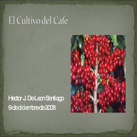 Como se cultiva el cafe