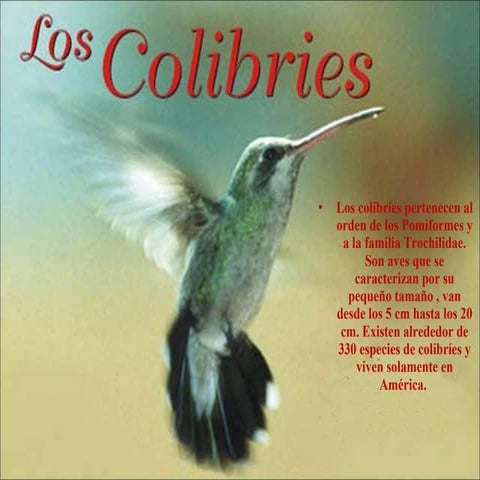 Presentacion De Colibri | PPT